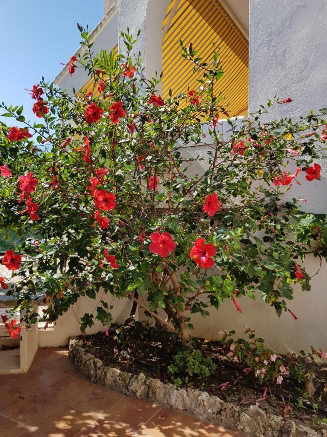 Deluxe Studio Athos 50 Mp Garden Patio Benalmadena Golf & Beach Экстерьер фото